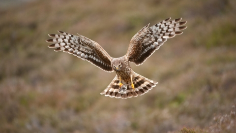 Hen Harrier