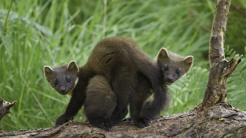 Two pine martens playing on a log with long grass in the background.