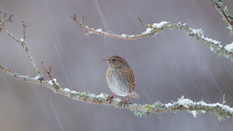 Snowy Branch