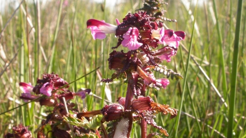 Lousewort