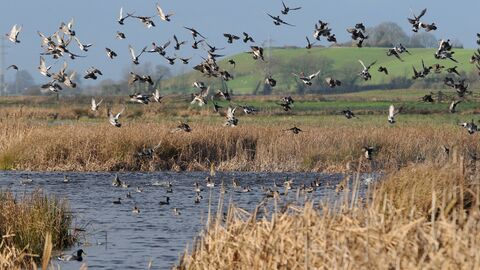 Wigeon, teal and lapwing flying over flooded marshes 