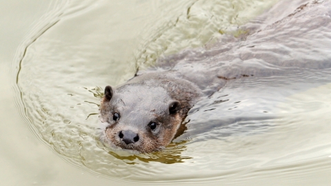 Otter