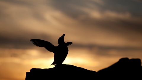 Seabird