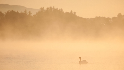 Swan