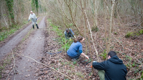 Coppicing
