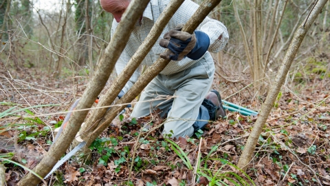 Coppicing