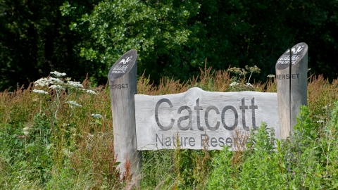 Catcott