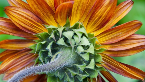 Detailed close-up of orange flower