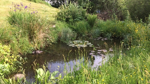 Garden pond