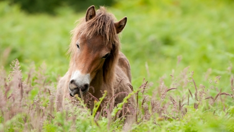 Exmoor Pony grazing at Street Heath, Somerset