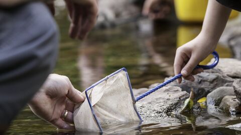 Close up child's net fishing in a rock pool