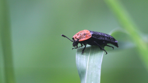 A red-breasted carrion beetle, with its distinctive red pronotum, standing on a folded over leaf