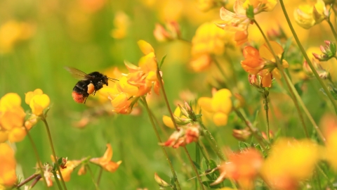 Red-tailed bumblebee on bird's foot trefoil