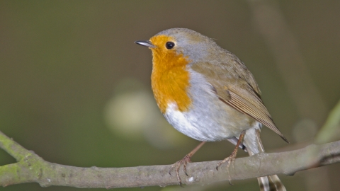 Robin