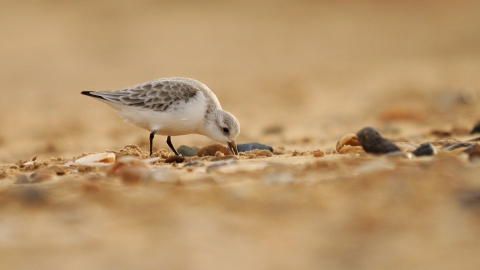 Beach Bird
