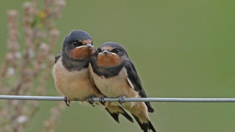 Swallows