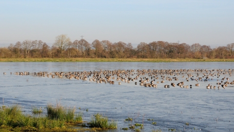 catcott nature reserve