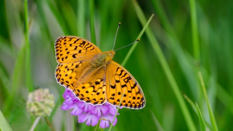 Dark Green Fritillary