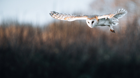 Adult barn owl with wings spread in flight