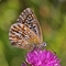Chalkhill Blue butterfly
