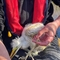 Great white egret chick being colour ringed (red ABU) 