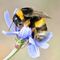 Bee (hi res)
