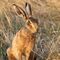 A brown hare sitting in long dry grass in a field. The sunshine shows up the gold-brown colour of its fur and it sits with ears upright and head slightly turned with one eye towards the camera.