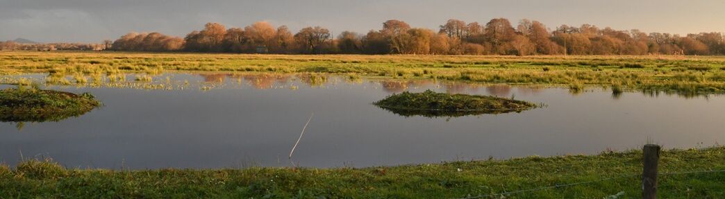 Wild wetlands | Somerset Wildlife Trust