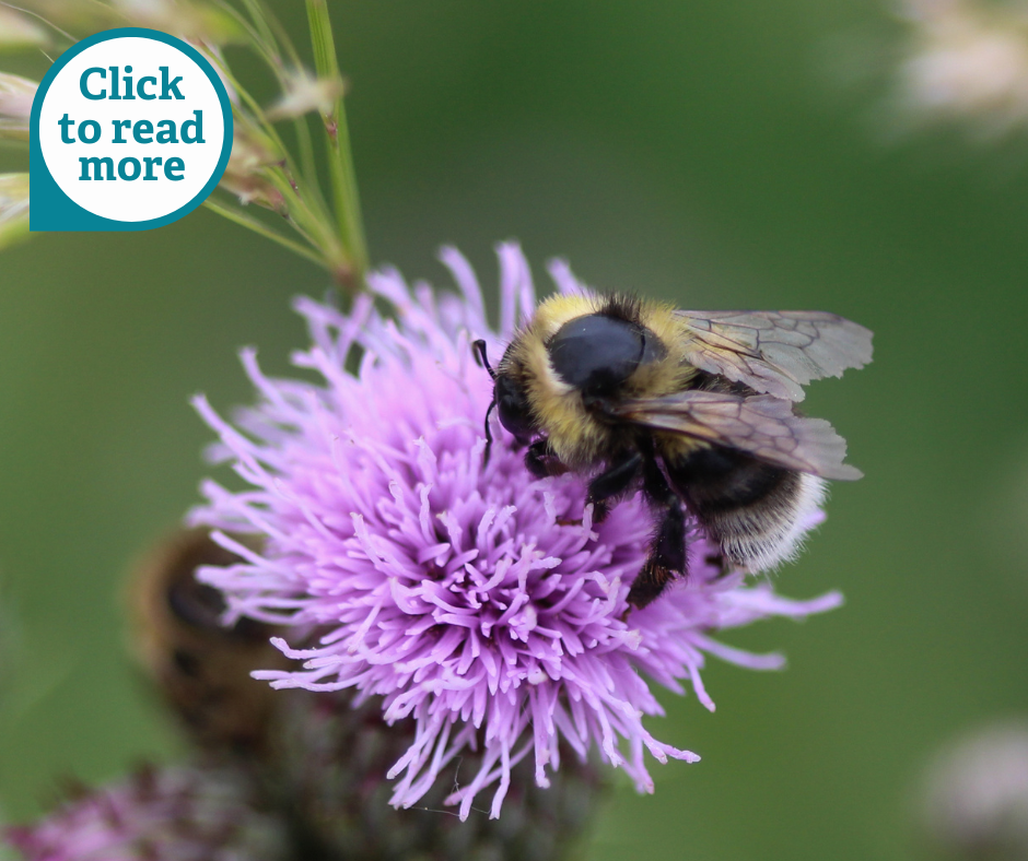 Cared Bee State of Nature | Somerset Wildlife Trust