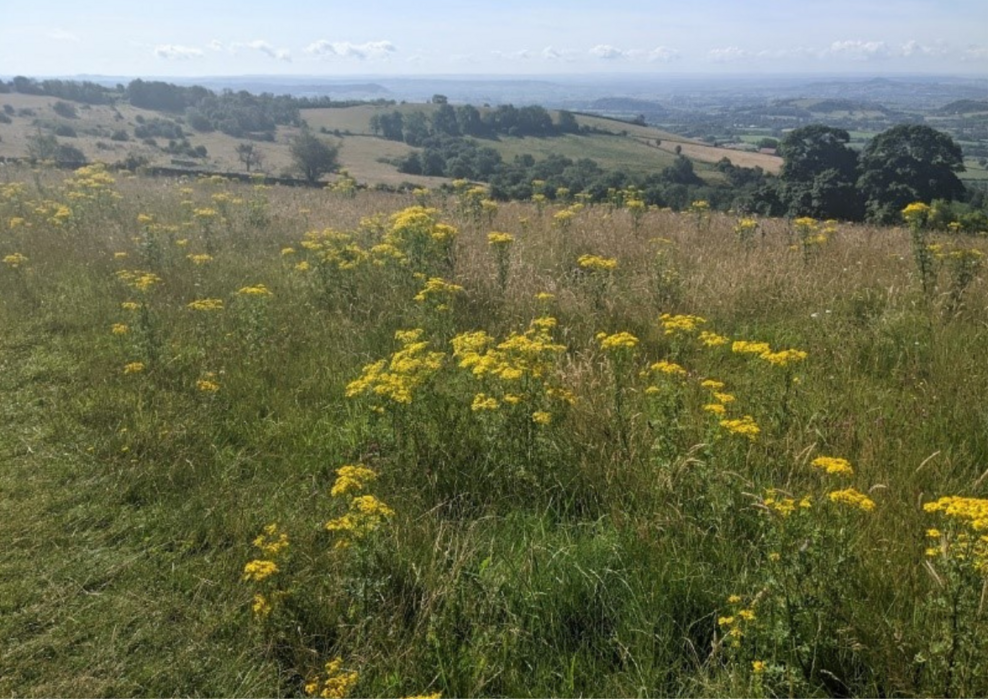 Management of ragwort on nature reserves | Somerset Wildlife Trust