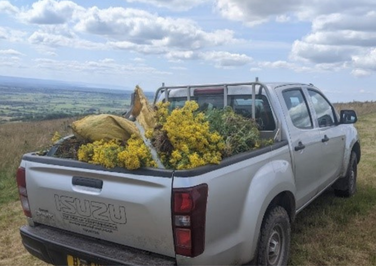 Management of ragwort on nature reserves | Somerset Wildlife Trust