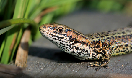 Common lizard