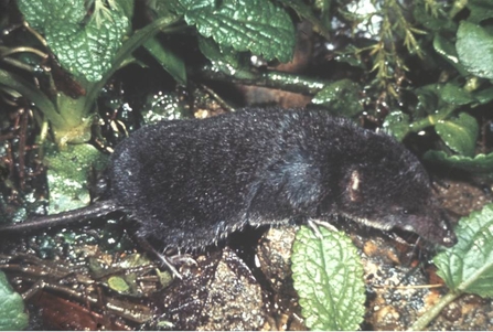 Water shrew
