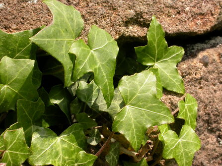 Ivy climbing over a stone wall. The photo is a close up of some of the leaves in sunshine.