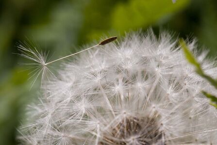 Common Dandelion