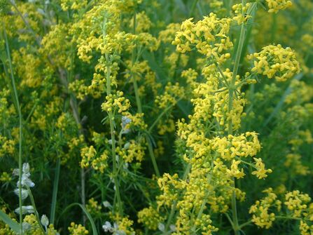Lady's Bedstraw