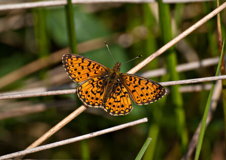 Small Pearl-bordered Fritillary butterfly