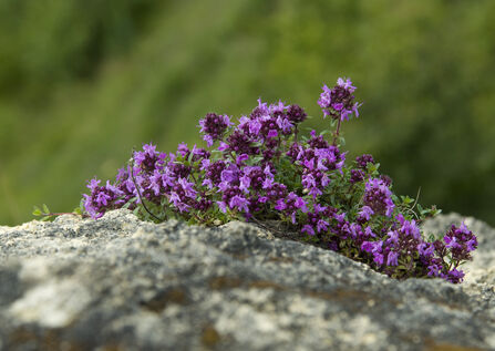 Wild thyme