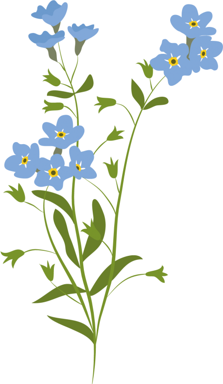 Forget me not illustration