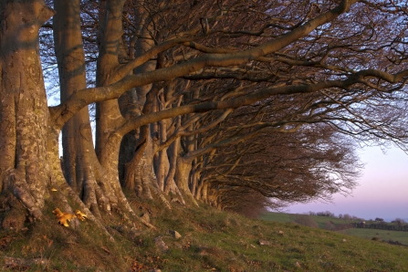 Beech trees