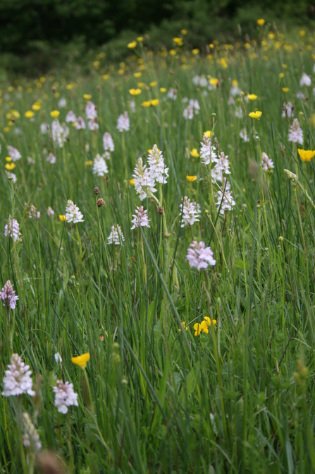common spotted orchid