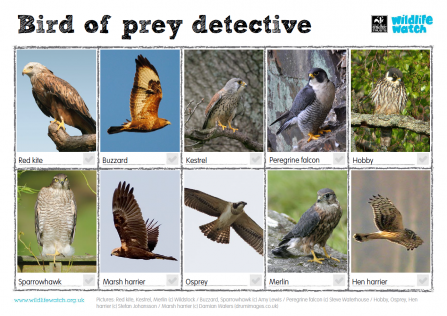 Birds of prey spotter
