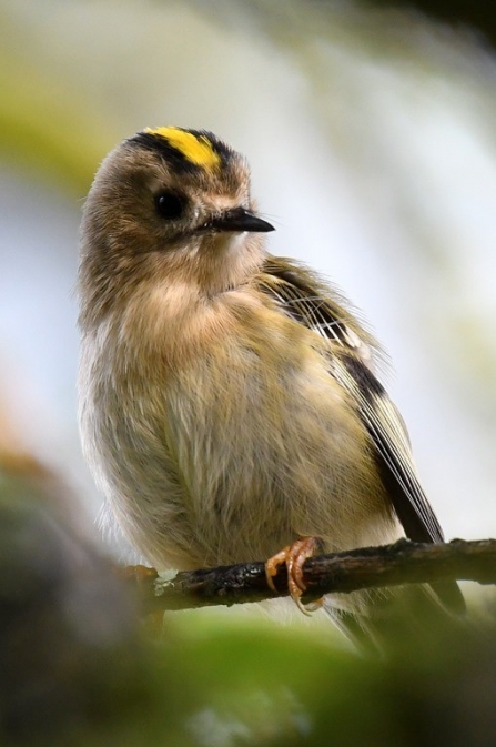 Goldcrest