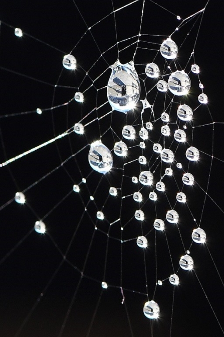 Spider's web