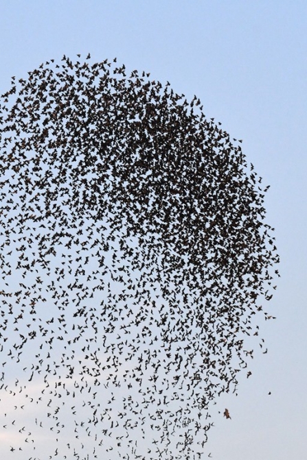 Starling murmuration