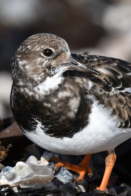 Turnstone