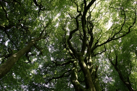 Canopy of trees