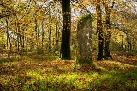 Standing stone at beacon hill woods