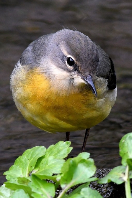 Grey wagtail