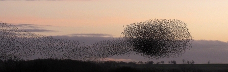 Starling murmurations